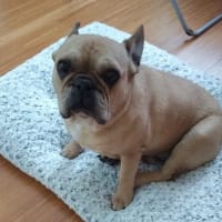 テノールで