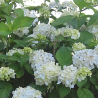 公演散歩　菖蒲祭り開催中の水元公園へ
