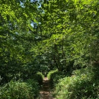 【気まぐれ写真館】 ７月7日の散歩道