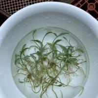 2024エビネ　瓶出し開始