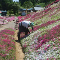三島さんちの芝桜　俱知安町