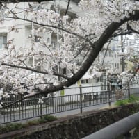 満開近し♪