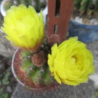 今年もまた、朝顔の芽が一杯