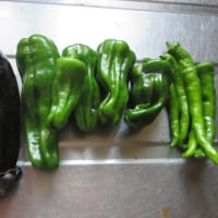 夏野菜の　初収穫