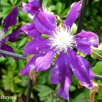 「相模原麻溝公園」ではつる性の植物の女王「クレマチス」続々開花！！