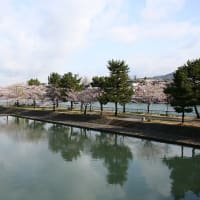 宇治川の桜１