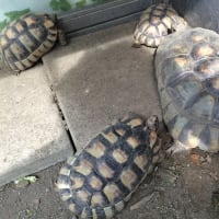 自作のシェルター 大分のリクガメ家族の生活日記 自作のシェルター 大分のリクガメ家族の生活日記