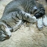 「小」じゃないよね