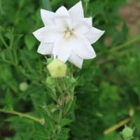 ♪りんりんりんどぉぉ♪の「２色リンドウ開花」。