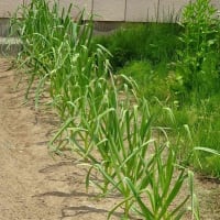 家庭菜園 2025 （２） ニンニク 