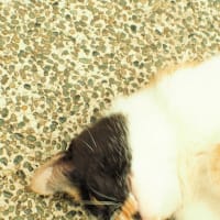 出会った三毛猫