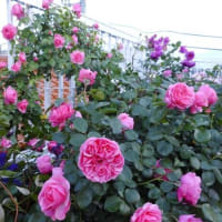 風もなく、晴れると嬉しいな♫
