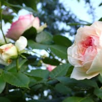 薔薇の花の季節