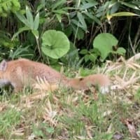 北海道で出会った鳥たち❾‼️    2025.6.22〜6.27    撮影