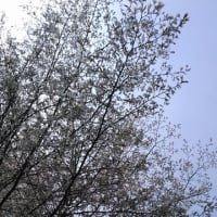 今年もそろそろ桜
