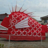 2024 豊浜鯛祭り