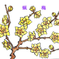 2024年12月22日　ロウバイ・冬の花