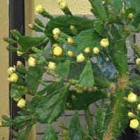 サボテンの花