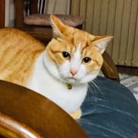 ネコパーティー開催中