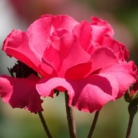 赤いバラ　11品種　〈柏の葉公園  バラ園〉　