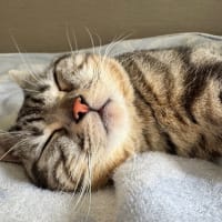 午後の微睡🌿🐱