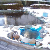 田んぼ周辺に雪積もる