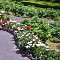 東松山ボタン園「2025」
