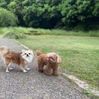 我が家の家族を紹介②