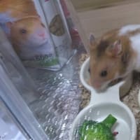 みつまめさん初お披露目