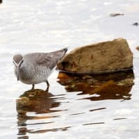 05/16探鳥記録写真-3：狩尾岬の鳥たち（キアシシギ三昧、）