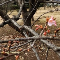 「県立相模原公園」の早咲き「河津桜」開花着々と！！
