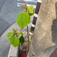 オサンポ walk - 植物plant : スキマ草 Sukima-soh--ありがちな、アカメガシワ a Mallotus japonicus 