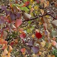 何の花かな？