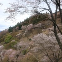 初めての吉野山桜
