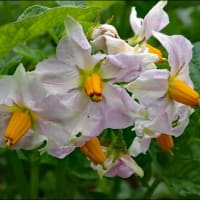 （続）今年，ジャガイモの花と実