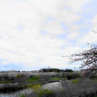 八重桜がほぼ満開　打上川治水緑地