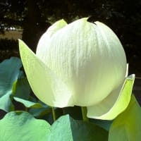「大賀ハス」／小石川後楽園