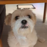 留守番してます