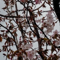 札幌、桜が満開なのに残念な雨