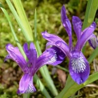 庭の 「満州小菖蒲」