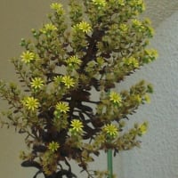 黒法師の花