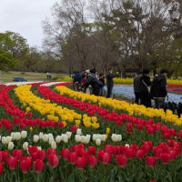 万博公園のチューリップ　　投稿が遅くなってしまいました！！