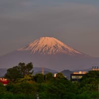 26/Apr  名残の月と夜明けの富士山とハゴロモジャスミンとオオルリとミソサザイ