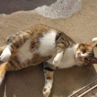 ただ今、捕獲中