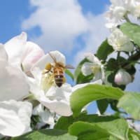 りんごの花が満開です～秋田県横手市～