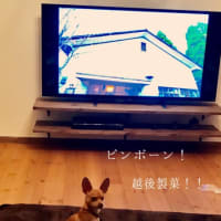 ピンポン！