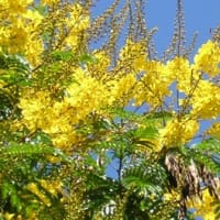 花便りＮｏ．１１