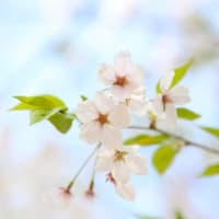 二十四節気「春分 (しゅんぶん)」 3/20～4/3頃