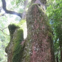 凡のひとりごと　　　伊勢参り　内宮