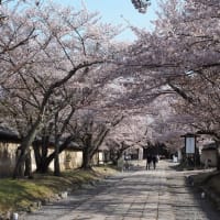 桜満開の醍醐寺の春